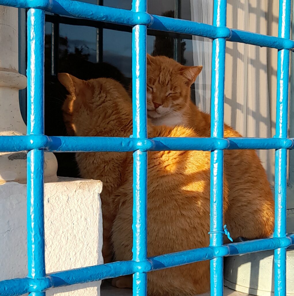 Chat endormis u00e0 Sidi Bou Said