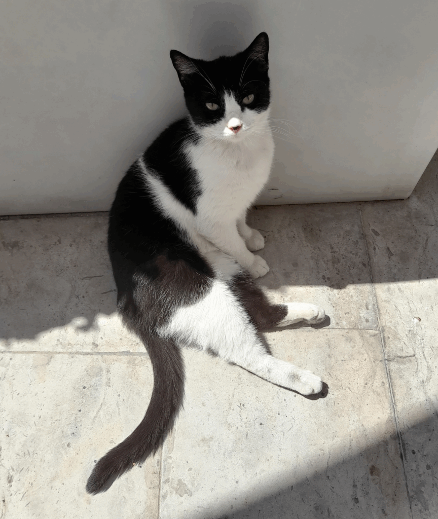 Chat noir et blanc sous le soleil, La Marsa, Tunis